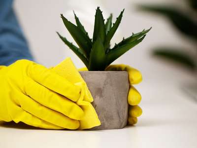 professional office cleaner wiping desk plant clean